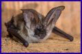 10 Crazy Facts About Bats