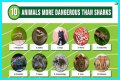 15 Animals Surprisingly More Deadly Than Sharks