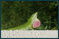 Are Green Anole Lizards Good Pets?