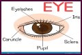Body part with a pupil