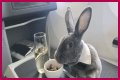 Bunny in a bow tie lives the high life flying business class with owner and being served nuts by stewardesses