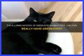 Can a Bombay cat have green eyes? – Janet-Panic.com