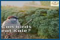 Can Birds Eat Herbs? - Kylon Powell