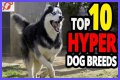 Does royal canin make dogs hyper?