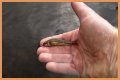 How long will minnows stay alive?