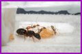 How To Get Ants Out Of Keurig?