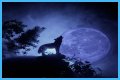 Howl at the moon