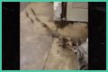 Rats Run Out From Under Homeless Person's Blanket on NYC Subway Platform