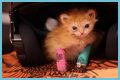 Tater Tot Kitten Died: How Tater Tot’s Heartwarming Life Ended
