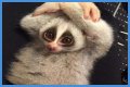 These 9 Adorable Animals Should Actually Terrify You