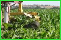 Why do farmers cut the tassels off corn?
