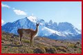 Wildlife in Patagonia: 20 Amazing Species